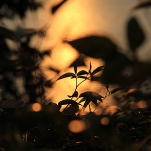 肛交农村初中生小说
